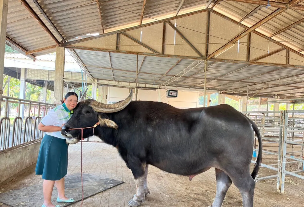 จุดเปลี่ยน 'ควายไทย' จากเกษตรกรรมสู่ธนาคารทรัพย์สิน