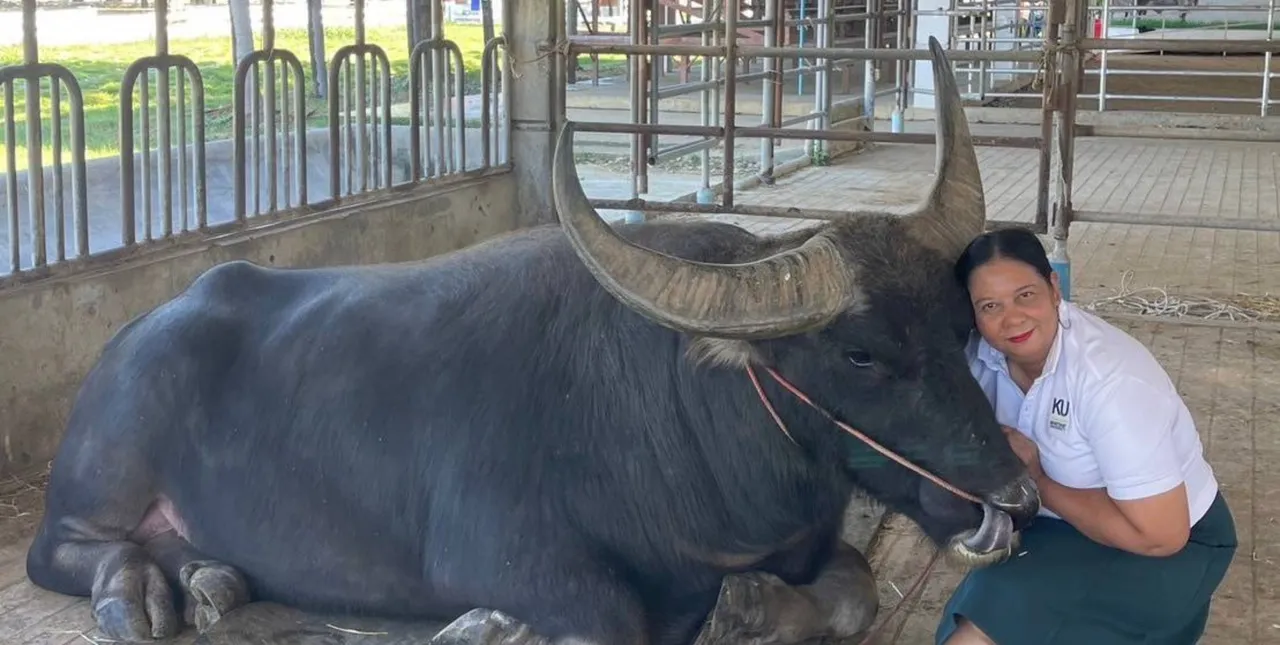 จุดเปลี่ยน 'ควายไทย' จากเกษตรกรรมสู่ธนาคารทรัพย์สิน