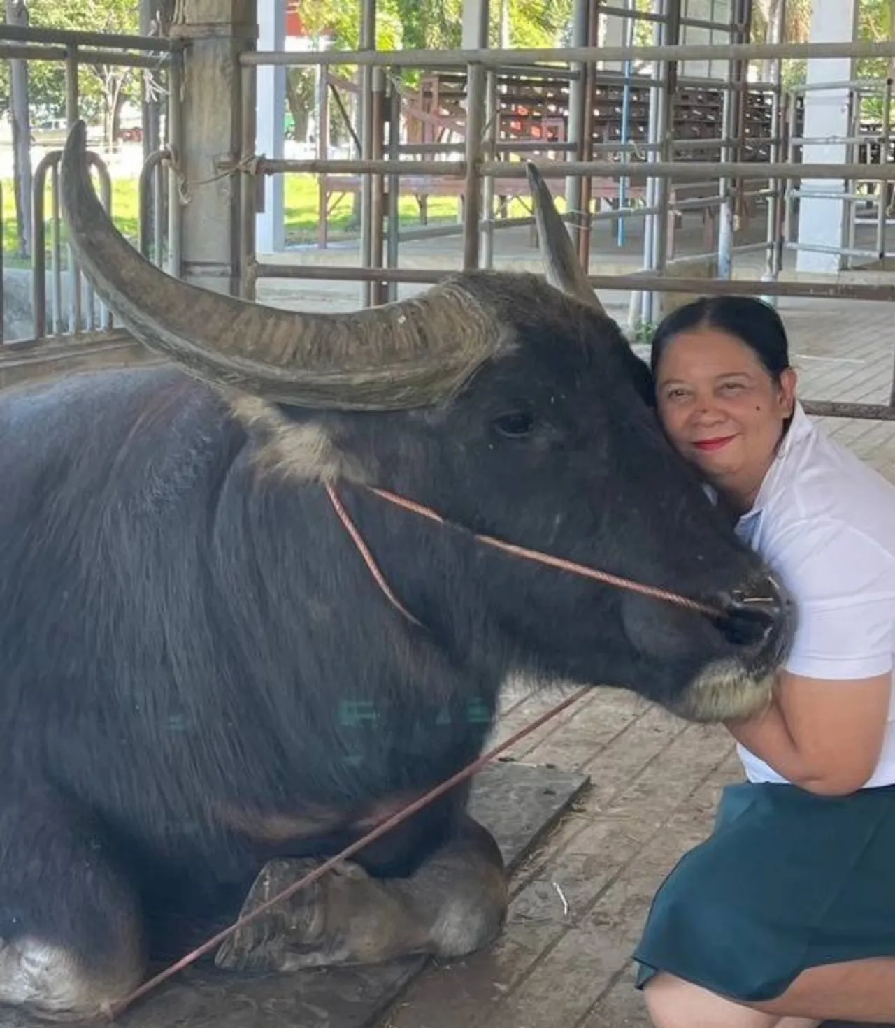 จุดเปลี่ยน 'ควายไทย' จากเกษตรกรรมสู่ธนาคารทรัพย์สิน