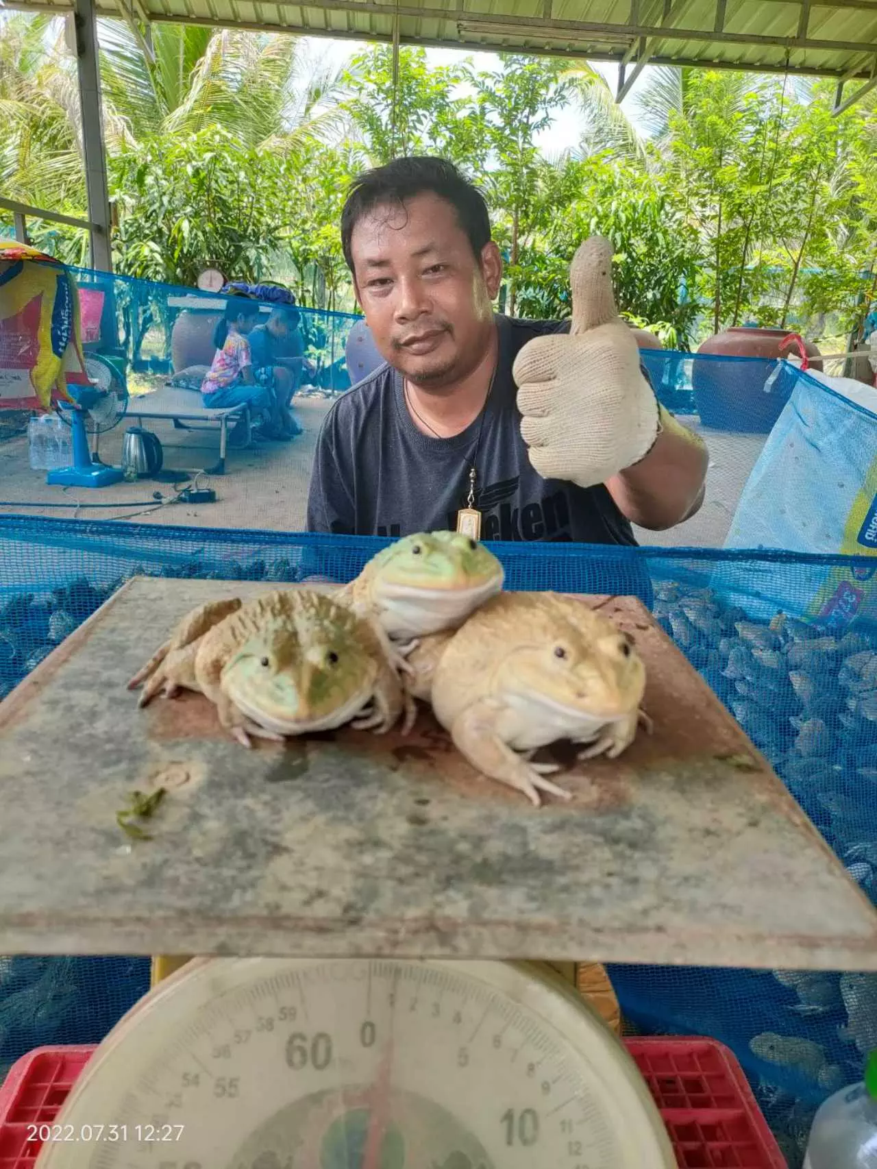 10 วันได้ตังค์ 3 เดือนกำเงินก้อน คุยกับเจ้าของฟาร์มกบ รวยด้วยลูกอ๊อด-กบ