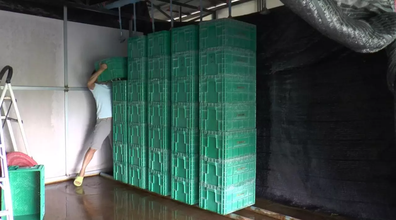 สาวแก่งคอยลาออกมาเพาะถั่วงอกขาย ทำงานบ้านไม่ต้องออกไปตากแดด แต่รายได้ดี