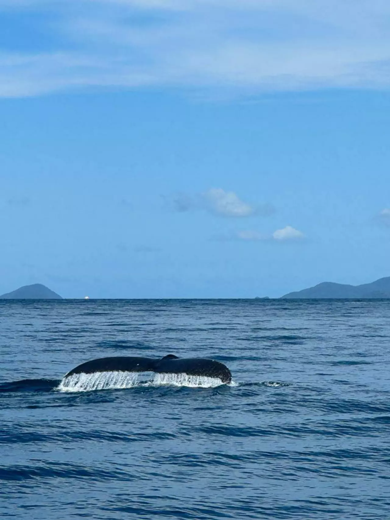 令人兴奋，14 年来的第二次！普吉岛海域出现“座头鲸”！