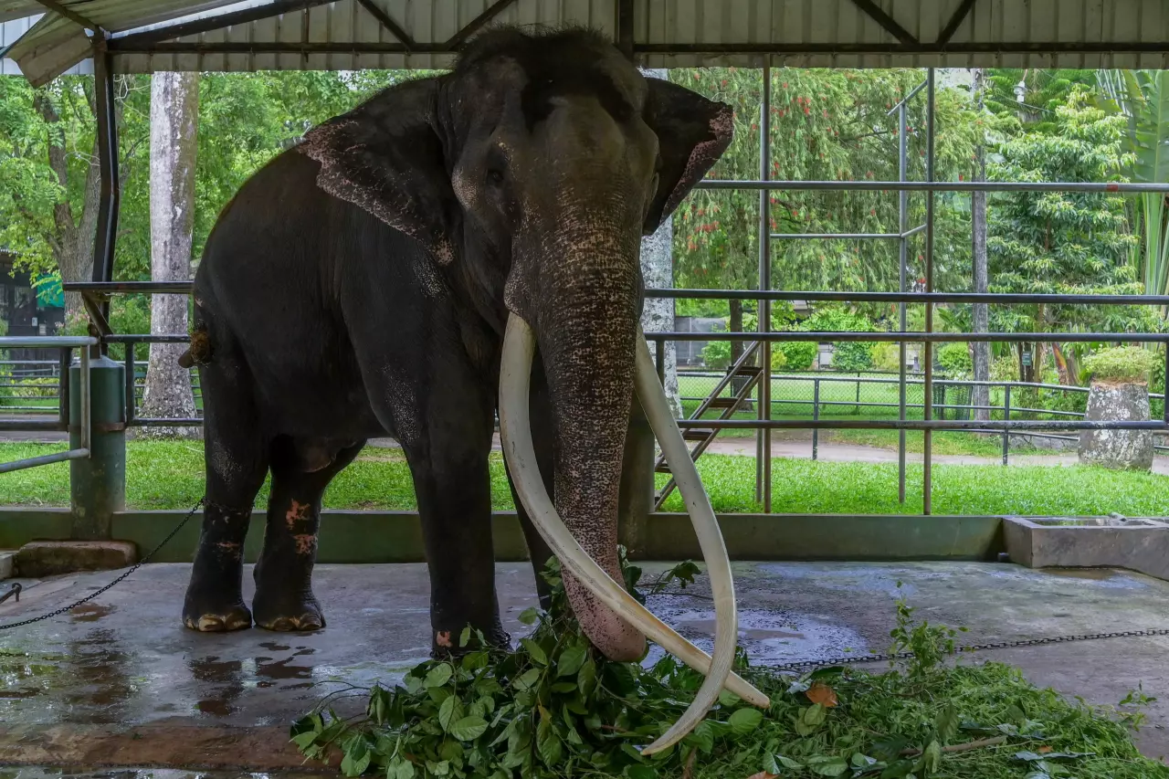 สรุปเหตุผลทวงคืน พลายศักดิ์สุรินทร์ “งาอุ้มบาตร” ความเชื่อสู่การทารุณ (คลิป)