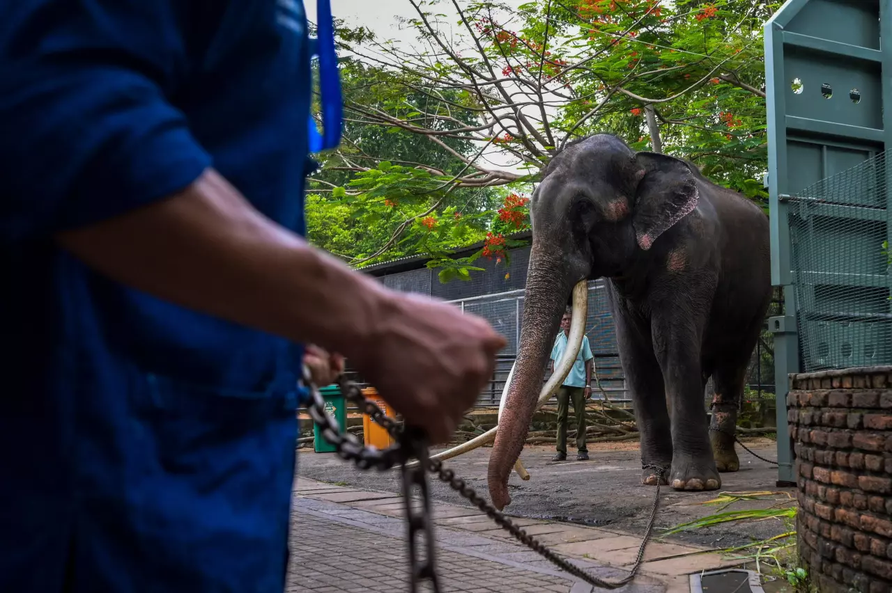 สรุปเหตุผลทวงคืน พลายศักดิ์สุรินทร์ “งาอุ้มบาตร” ความเชื่อสู่การทารุณ (คลิป)