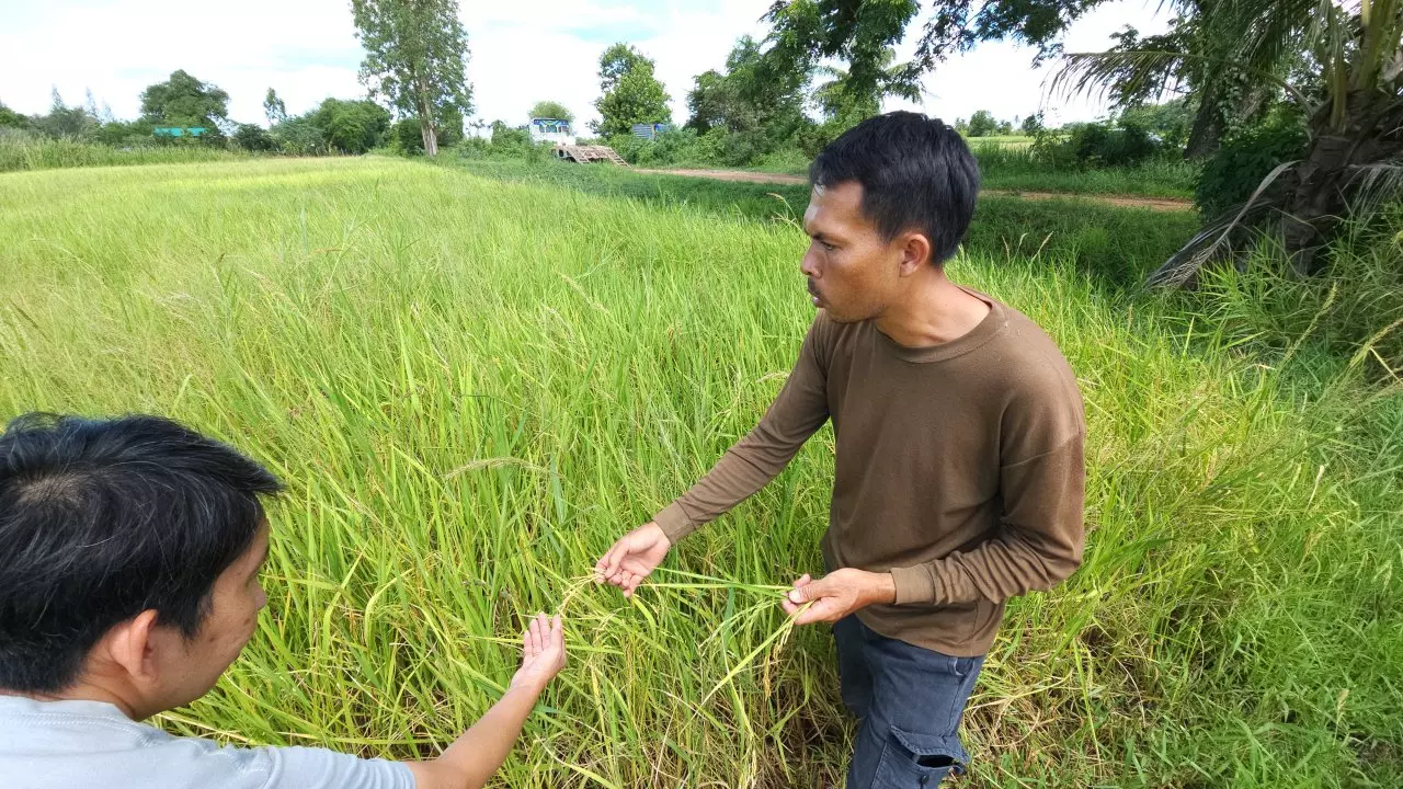 ข้าวนาปรังราชบุรีเจอพิษเอลนีโญ เม็ดเล็กลีบผลผลิตหายกว่า 30% วอนรัฐช่วยเหลือ