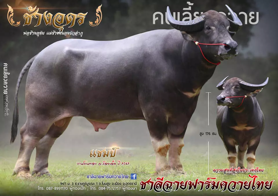 สงสารไถ่ชีวิต จาก ตร.กลายเป็นคนเลี้ยงควาย รีดน้ำเชื้อขายได้เดือนละล้าน!