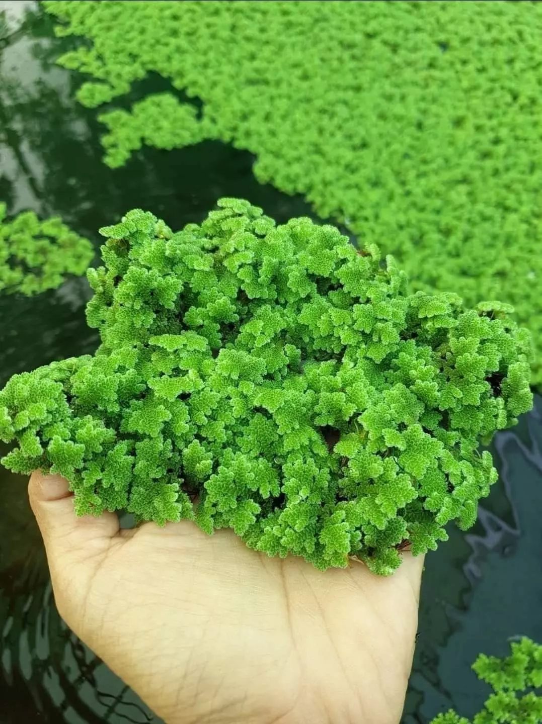 พืชน้ำทำเงิน 1 ไร่ รายได้ 30,000 บาท ปลูกผักหายาก ให้ตลาดเข้าหา