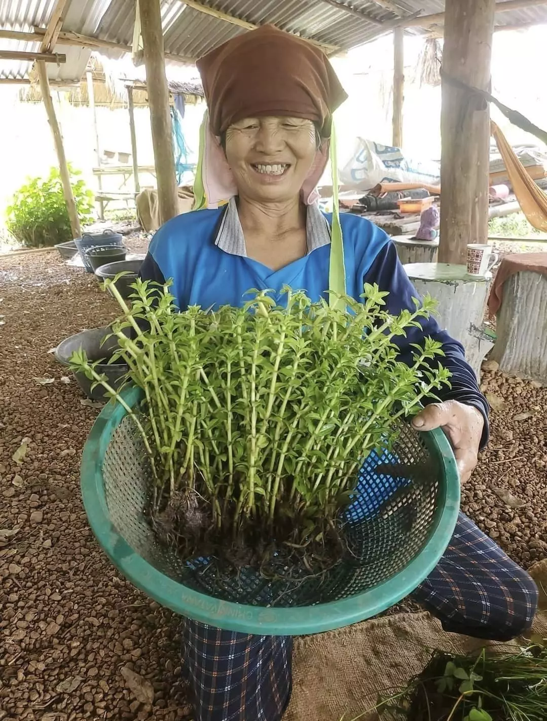 พืชน้ำทำเงิน 1 ไร่ รายได้ 30,000 บาท ปลูกผักหายาก ให้ตลาดเข้าหา