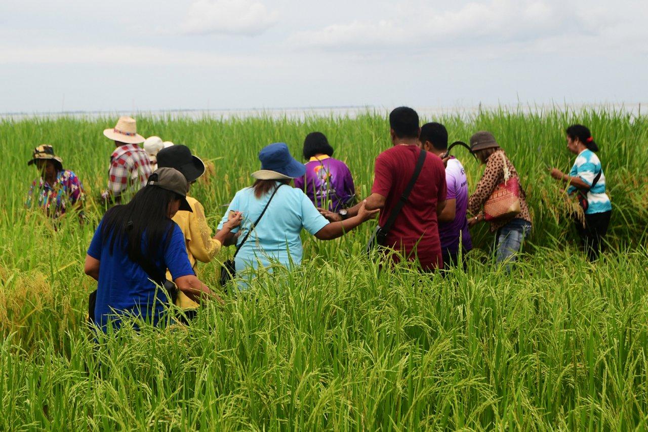 泰国博他仑：游客与本地人参加水稻收割活动！