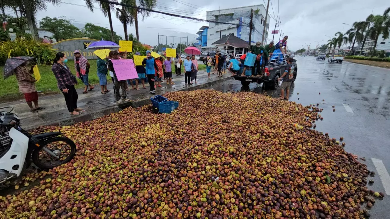 ชาวสวนนครศรีฯ นำมังคุดนับตันเททิ้งหน้าอำเภอ สุดทนราคาร่วง กก.ละไม่ถึง 5 บาท