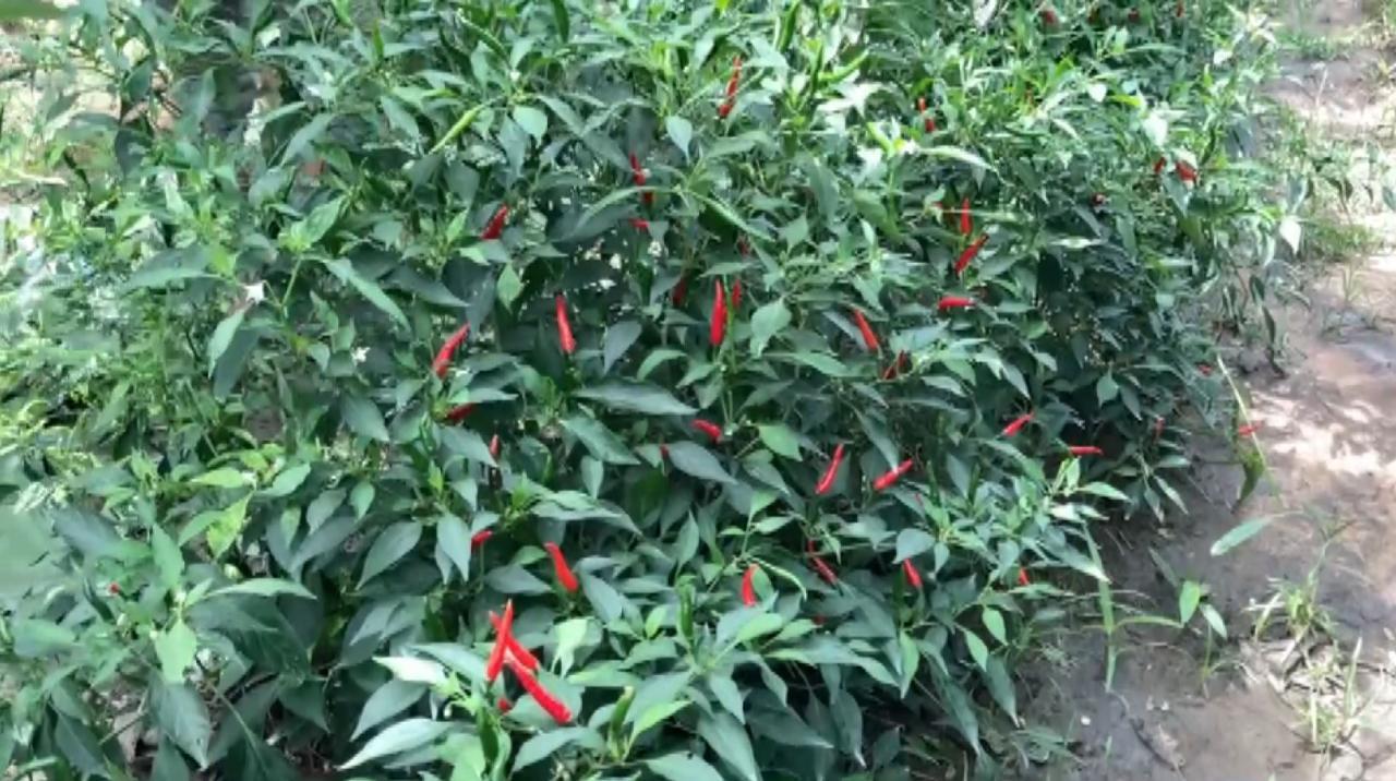 披迈区园丁种植2莱辣椒，优惠价格出售！