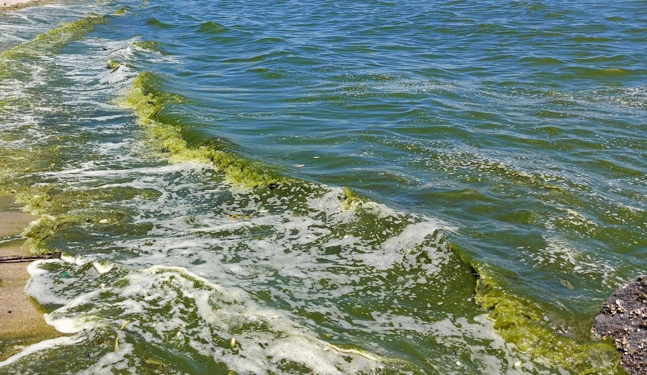 泰国内湾正在腐烂，全球变暖加速浮游生物的繁殖！