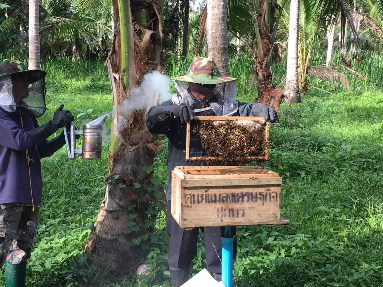 🎉กิจกรรม - Bee Swarm Simulator Thailand