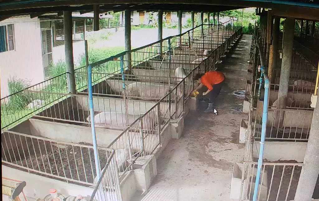 คุยปราชญ์เกษตร เลี้ยง “หมูหลุม” รสชาติแตกต่าง กับ ราคาขาย 2 เท่า