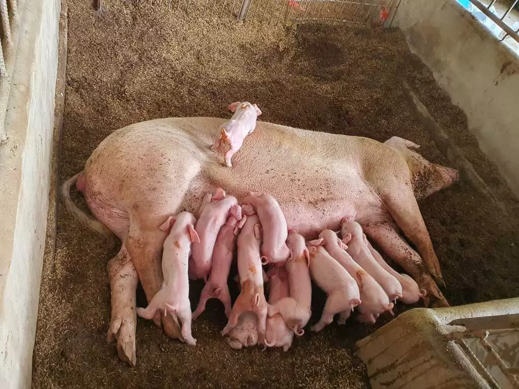 คุยปราชญ์เกษตร เลี้ยง “หมูหลุม” รสชาติแตกต่าง กับ ราคาขาย 2 เท่า