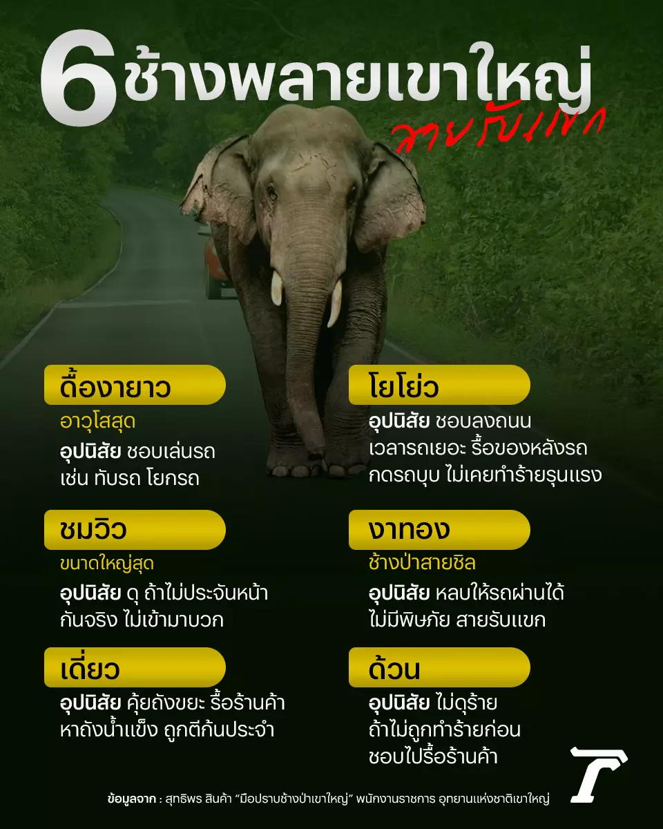 ช้างป่าเขาใหญ่ มองตาก็รู้ใจ ‘สุทธิพร สินค้า’ มิตรภาพปราบช้างด้วยมือเปล่า