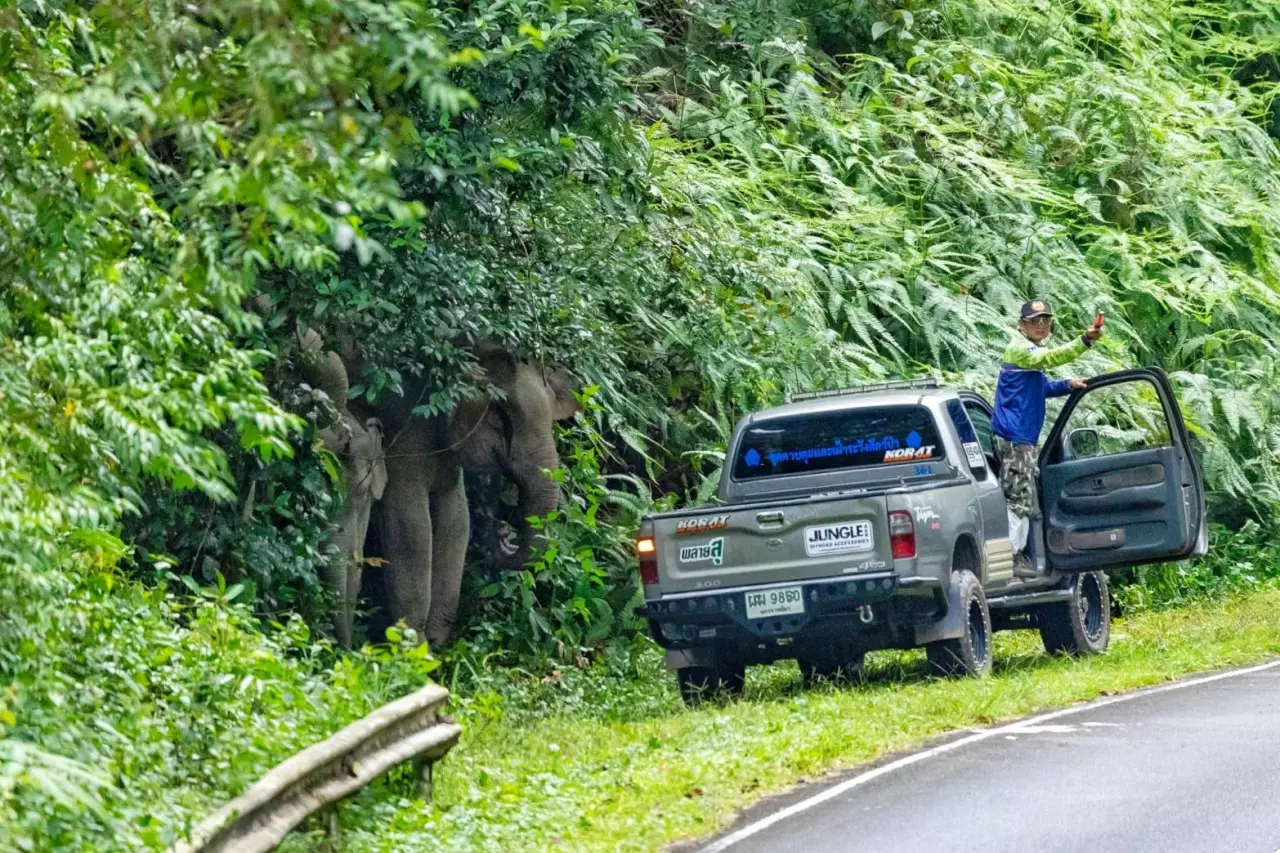 ช้างป่าเขาใหญ่ มองตาก็รู้ใจ ‘สุทธิพร สินค้า’ มิตรภาพปราบช้างด้วยมือเปล่า