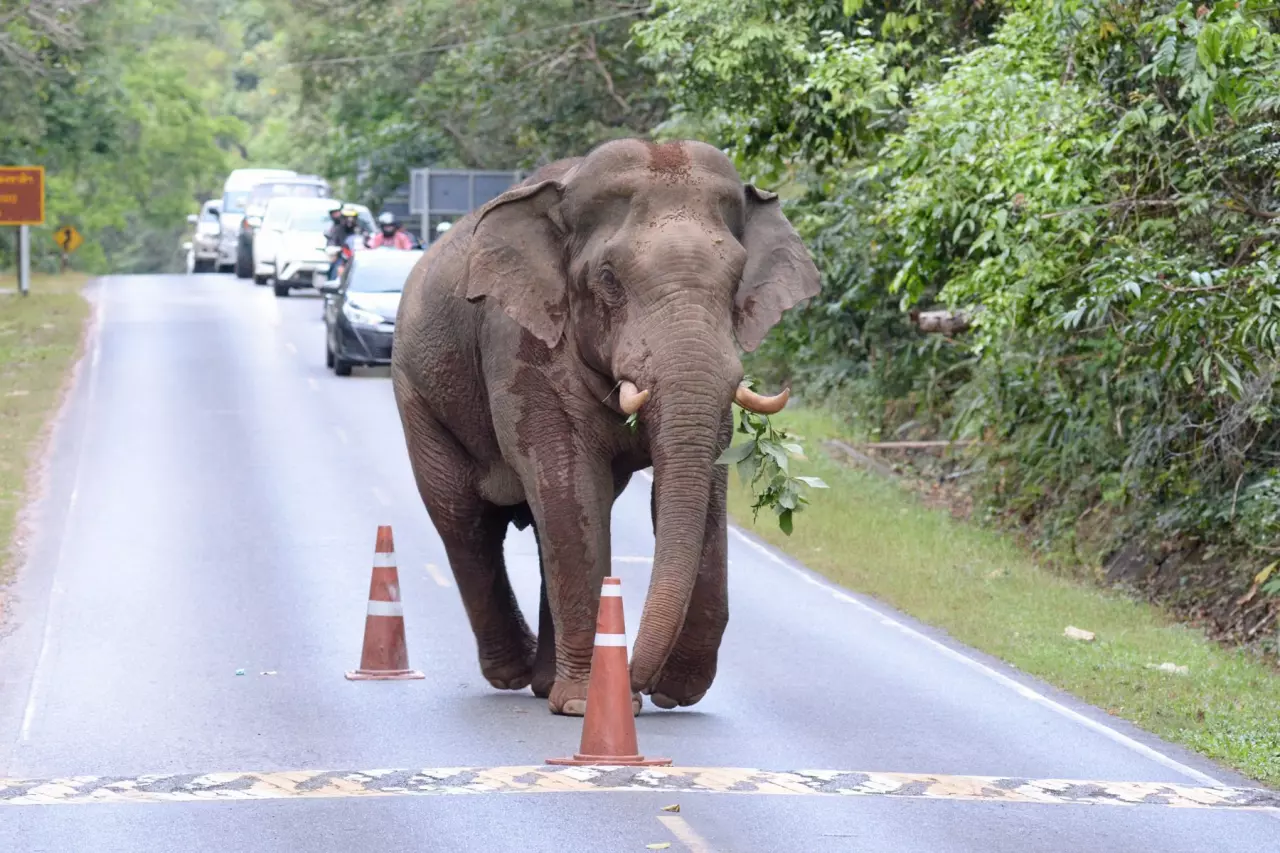 ช้างป่าเขาใหญ่ มองตาก็รู้ใจ ‘สุทธิพร สินค้า’ มิตรภาพปราบช้างด้วยมือเปล่า