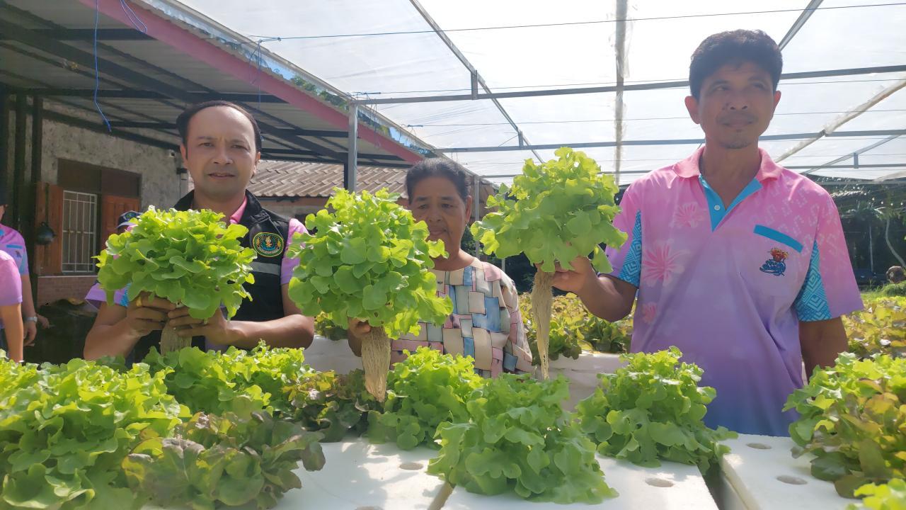 攀牙府农民温室种植蔬菜，素食节期间销售供不应求