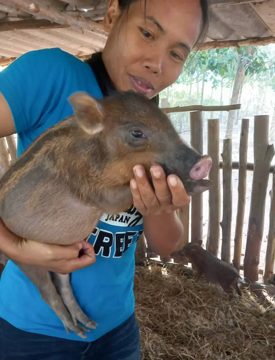 เทคนิคเลี้ยงหมูป่า ฟาร์มขาย-รายได้งาม พันธุ์ผสม “หมูหัน” อร่อย