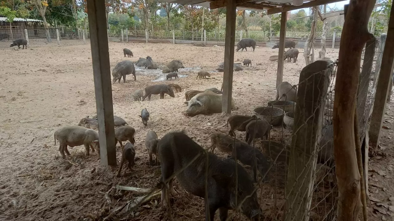 เทคนิคเลี้ยงหมูป่า ฟาร์มขาย-รายได้งาม พันธุ์ผสม “หมูหัน” อร่อย