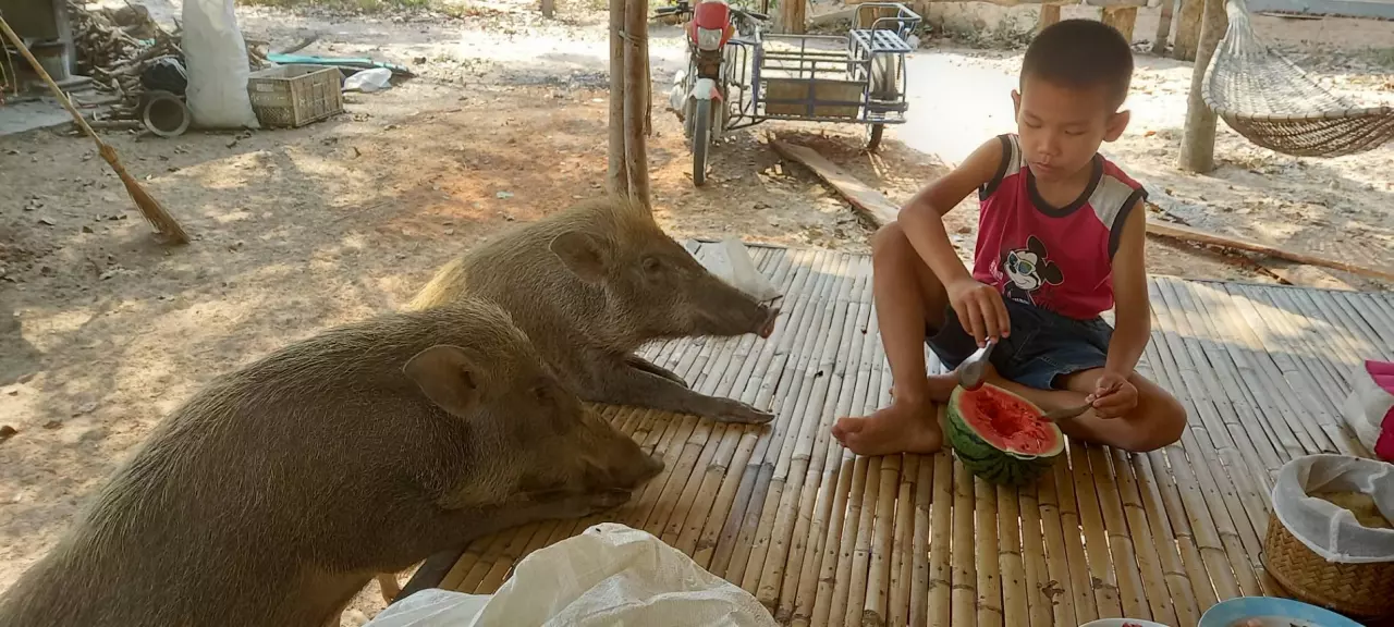 เทคนิคเลี้ยงหมูป่า ฟาร์มขาย-รายได้งาม พันธุ์ผสม “หมูหัน” อร่อย