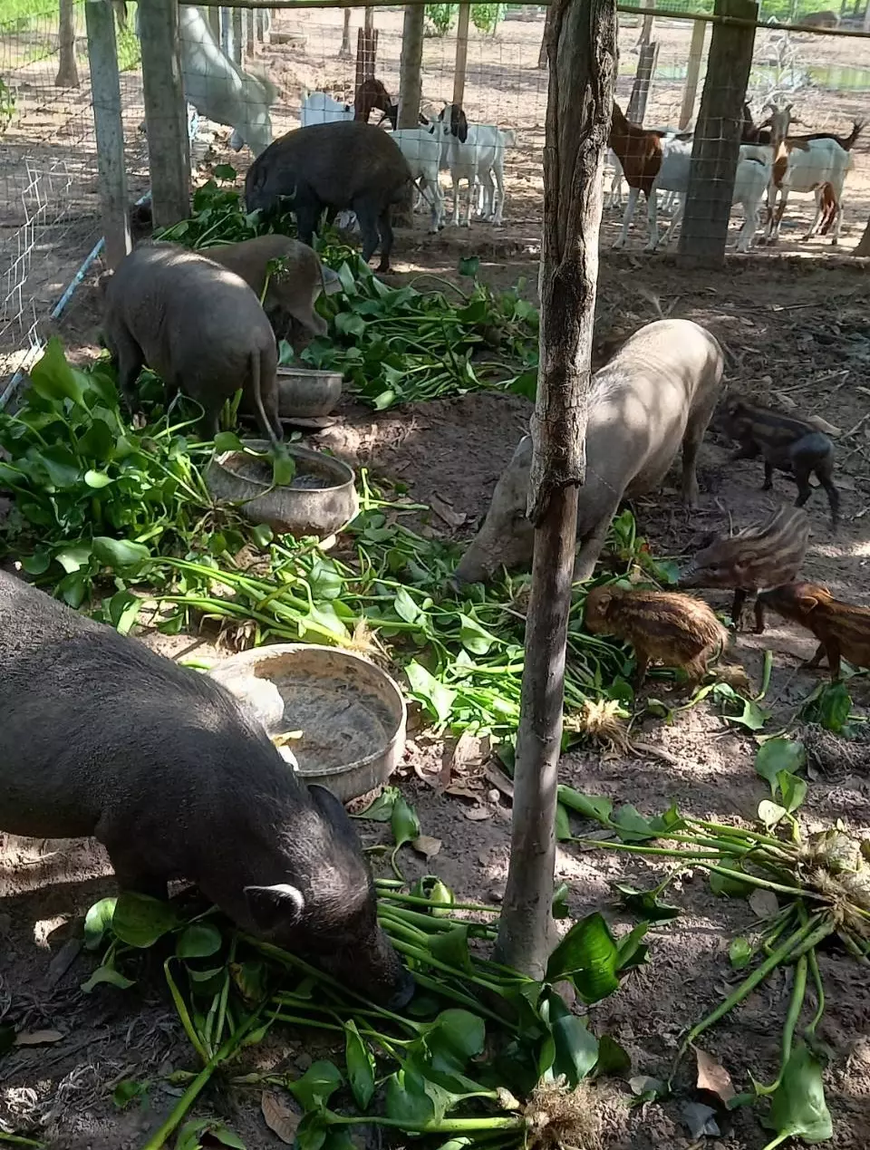เทคนิคเลี้ยงหมูป่า ฟาร์มขาย-รายได้งาม พันธุ์ผสม “หมูหัน” อร่อย