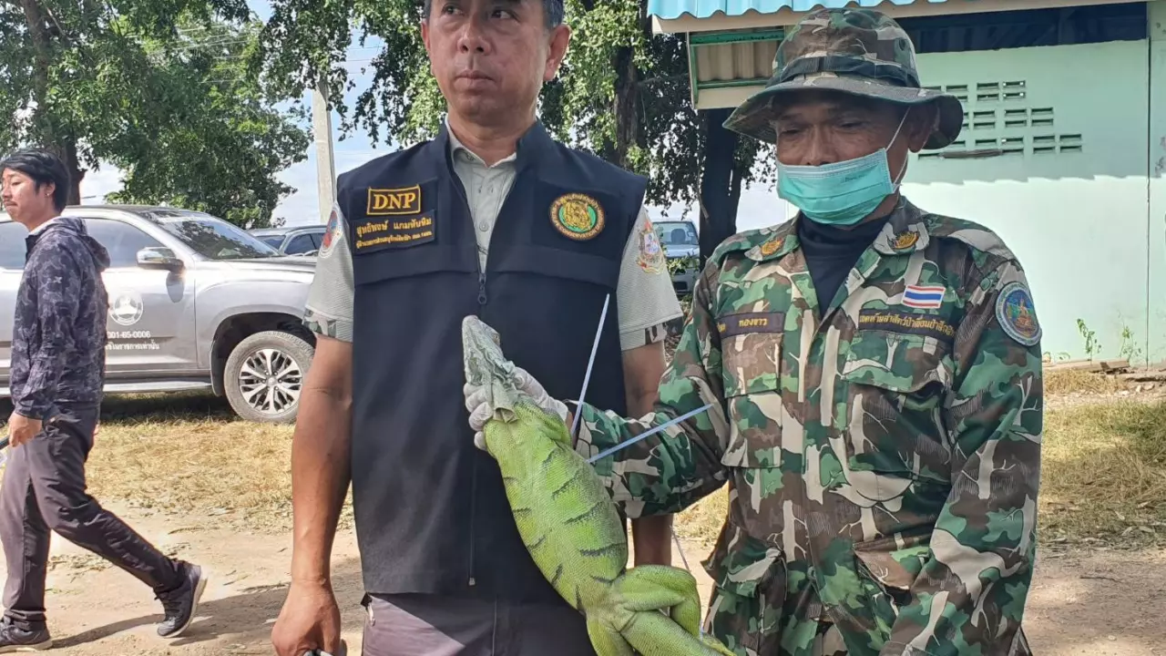 จนท.ลุยจับ "อีกัวน่าเขียว" บุกยึดลพบุรี เตือนเชื้อซาลโมเนลลาทำท้องเสีย
