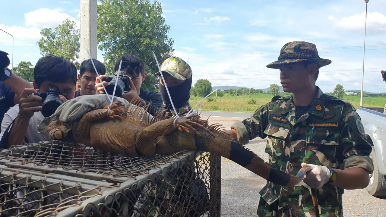 จนท.ลุยจับ "อีกัวน่าเขียว" บุกยึดลพบุรี เตือนเชื้อซาลโมเนลลาทำท้องเสีย