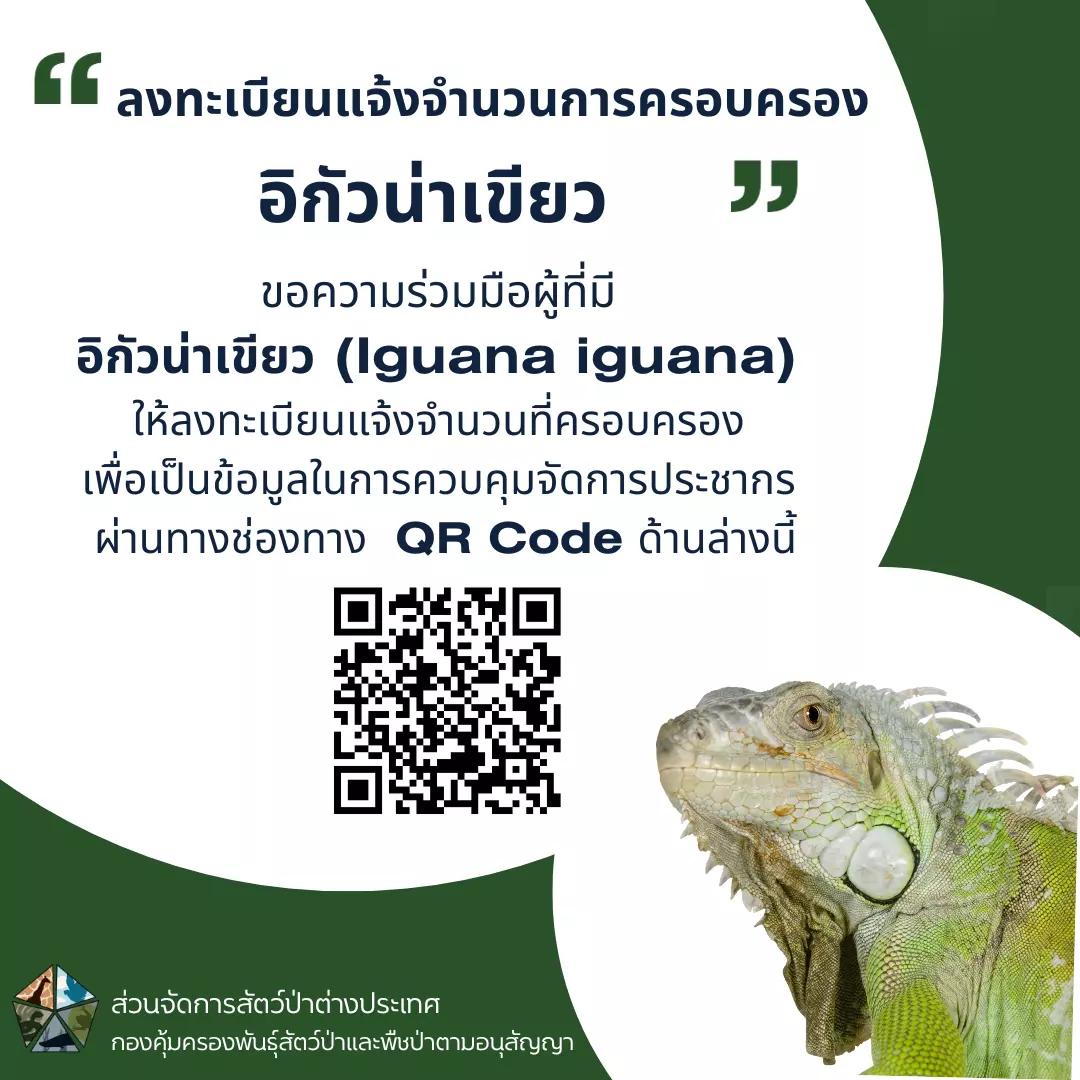 รู้ต้นตอ "อีกัวน่า" บุกยึดลพบุรี โรงแรมร้างปล่อยหลุด เตรียมชะลอนำเข้าไทย