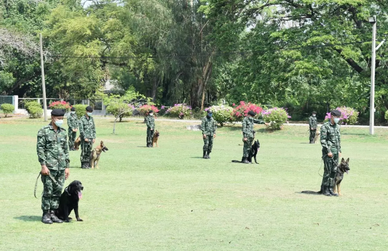 เปิดเหตุผล ทำไมต้องประมูลสุนัขทหาร ไม่ผ่านเกณฑ์ฝึกหลักสูตร ต้องหาบ้านใหม่ให้