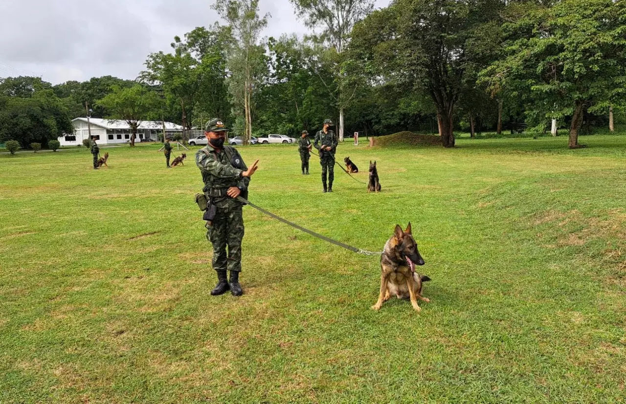 เปิดเหตุผล ทำไมต้องประมูลสุนัขทหาร ไม่ผ่านเกณฑ์ฝึกหลักสูตร ต้องหาบ้านใหม่ให้