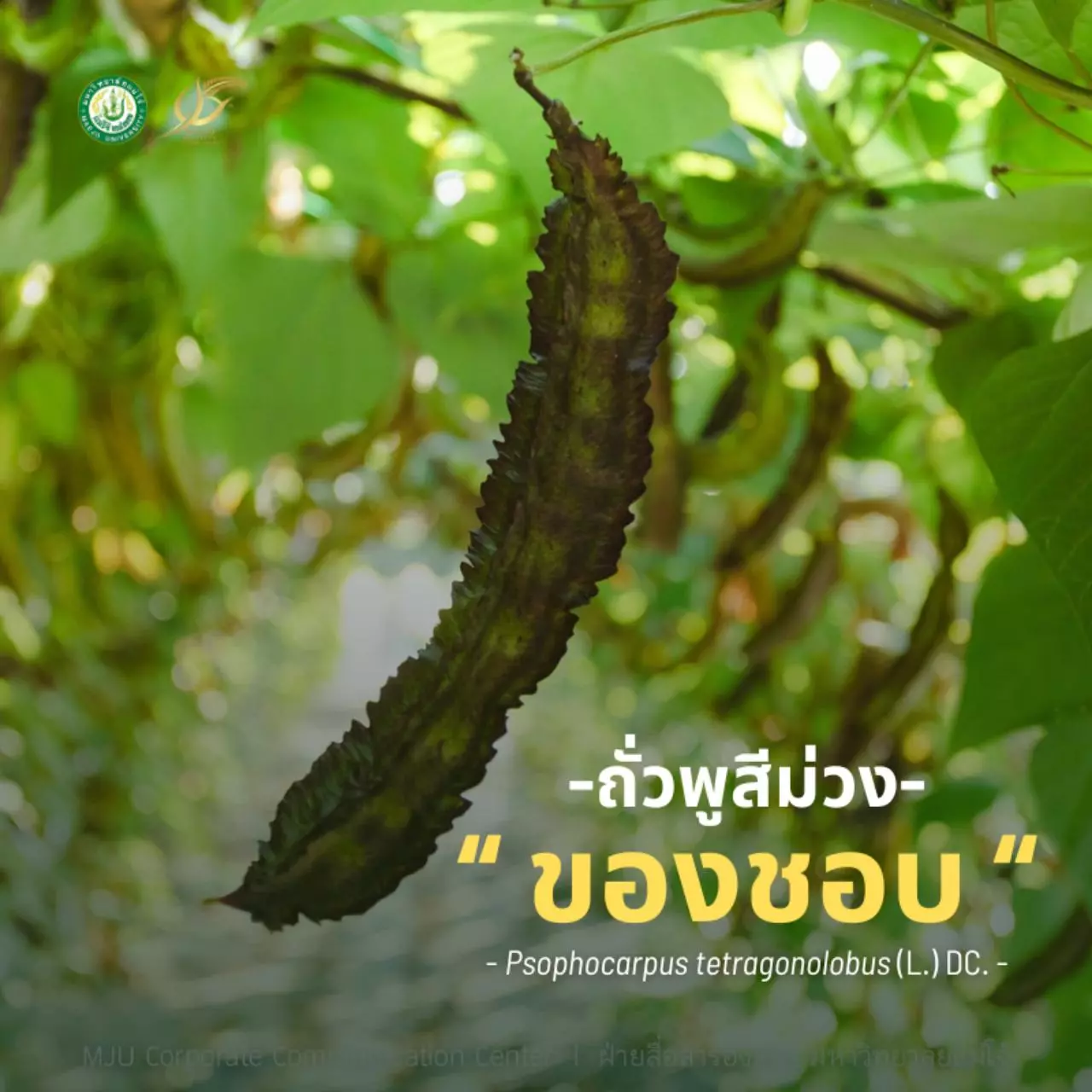 “ของชอบ-ของขวัญ” 2 ชื่อพระราชทานฯ ของผักพันธุ์ใหม่ที่ ม.แม่โจ้ พัฒนาที่เชียงใหม่