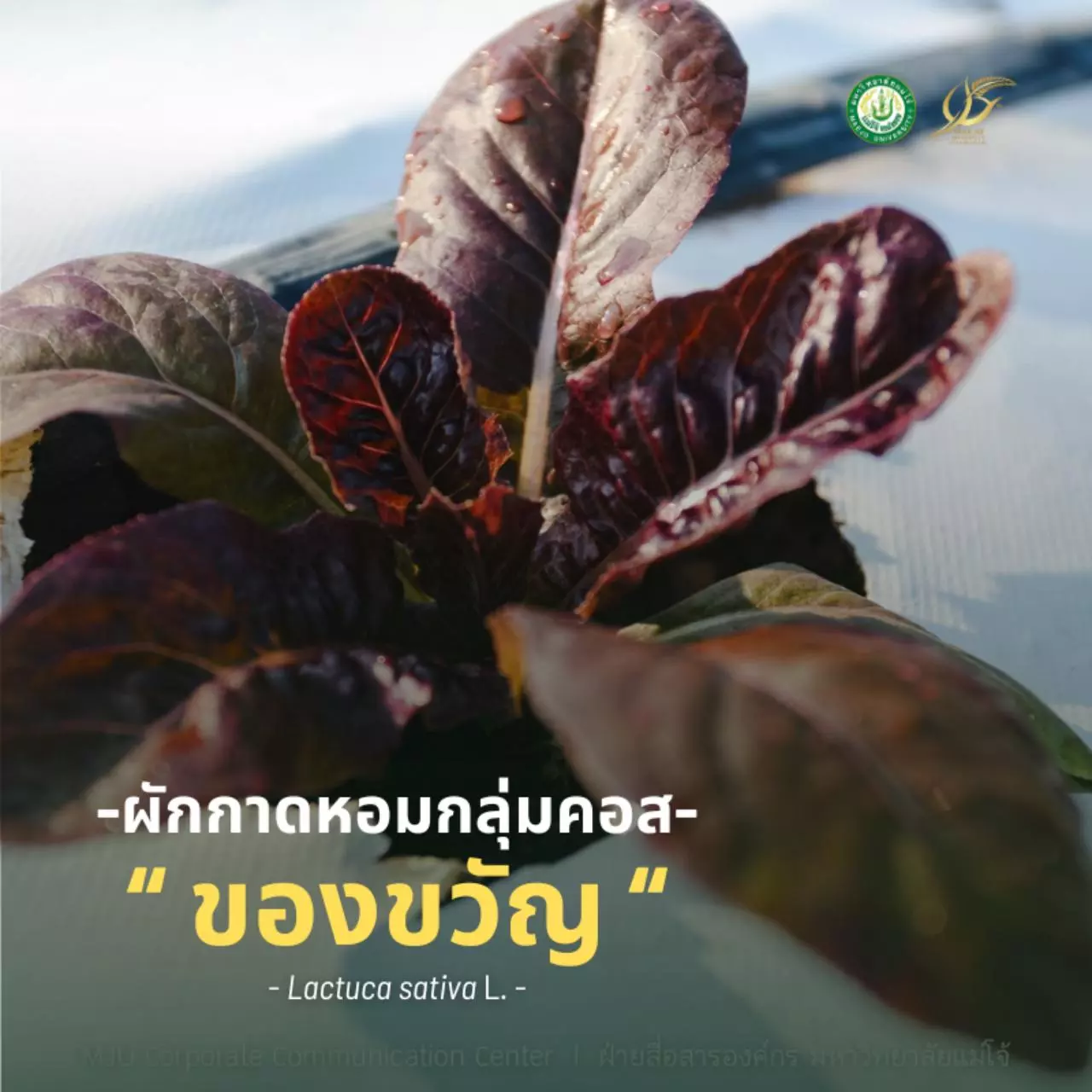 “ของชอบ-ของขวัญ” 2 ชื่อพระราชทานฯ ของผักพันธุ์ใหม่ที่ ม.แม่โจ้ พัฒนาที่เชียงใหม่