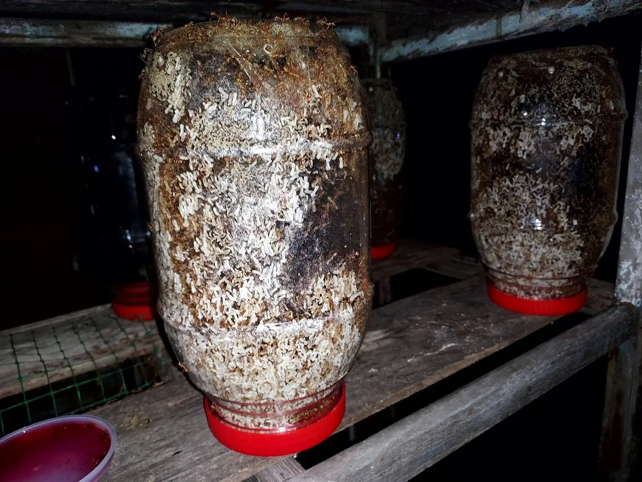 ใช้โหล ทำคอนโดไข่มดแดง หนุ่มสุรินทร์ ปิ๊งไอเดีย ต้นทุนต่ำ ราคาดี