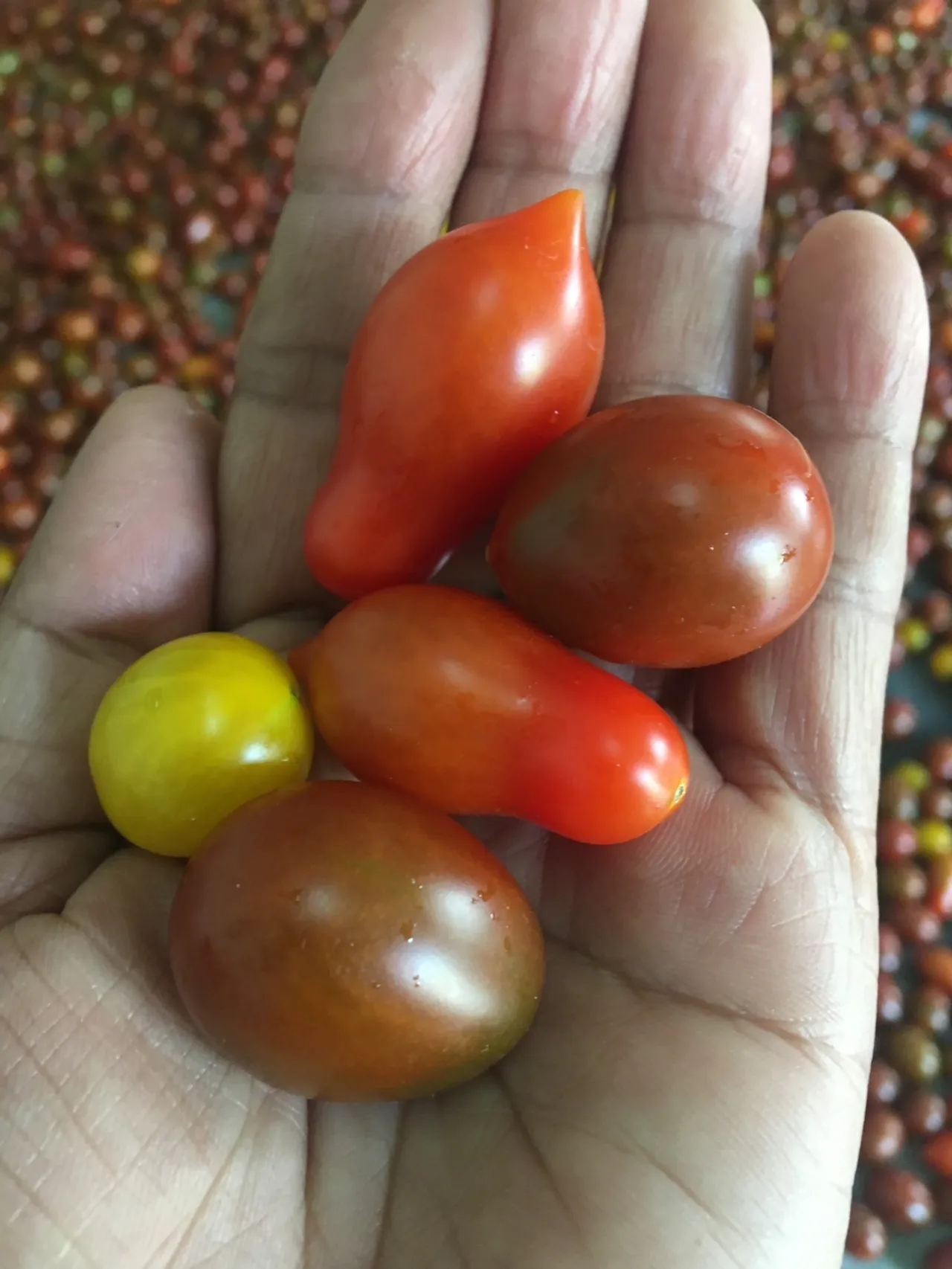 รายได้ 10 ล้าน! สู้ทน 30 ปี ถูกบังคับปลูกถั่วไร้ค่า สู่อาณาจักรแมคคาเดเมีย