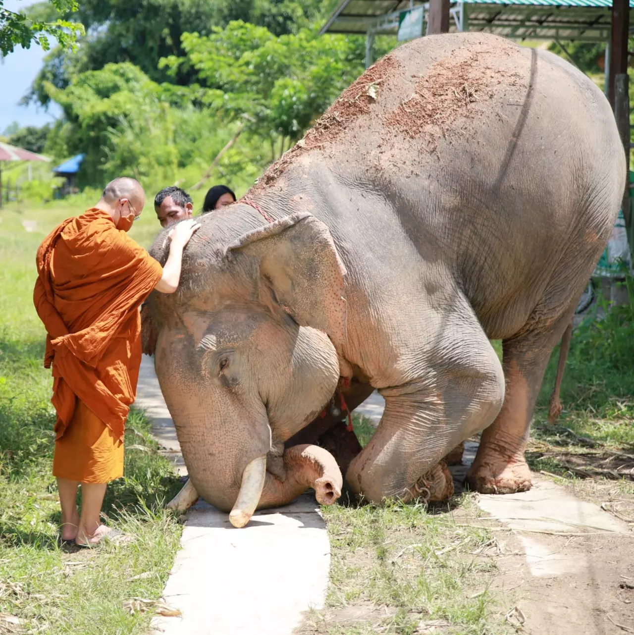 ต่อลมหายใจ ไถ่ชีวิตช้างตกยาก ภารกิจช่วยสัตว์ประจำชาติ “พระครูอ๊อด วัดเจดีย์หลวง”