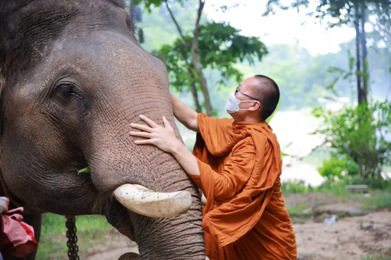 ต่อลมหายใจ ไถ่ชีวิตช้างตกยาก ภารกิจช่วยสัตว์ประจำชาติ “พระครูอ๊อด วัดเจดีย์หลวง”