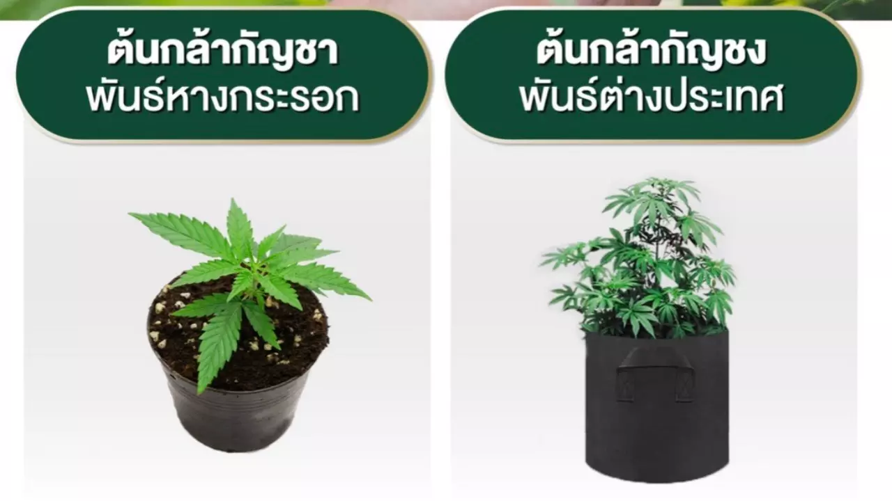 5 กัญชา สายพันธุ์ไทยมาแรงมาก เปิดเทคนิคเคล็ดไม่ลับ ปลูกให้ปัง