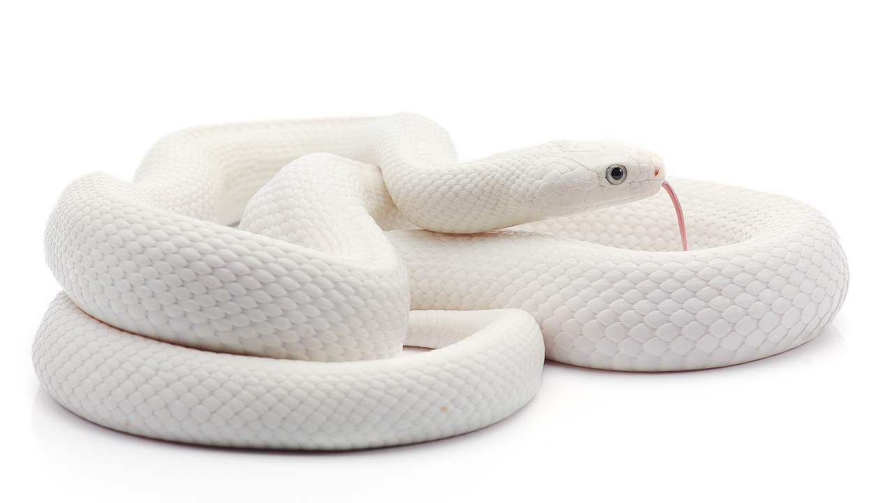 ทำนายฝันเห็นงู แบบไหนคือฝันดี-ไม่ดี พร้อมเลขเด็ด เสี่ยงโชค