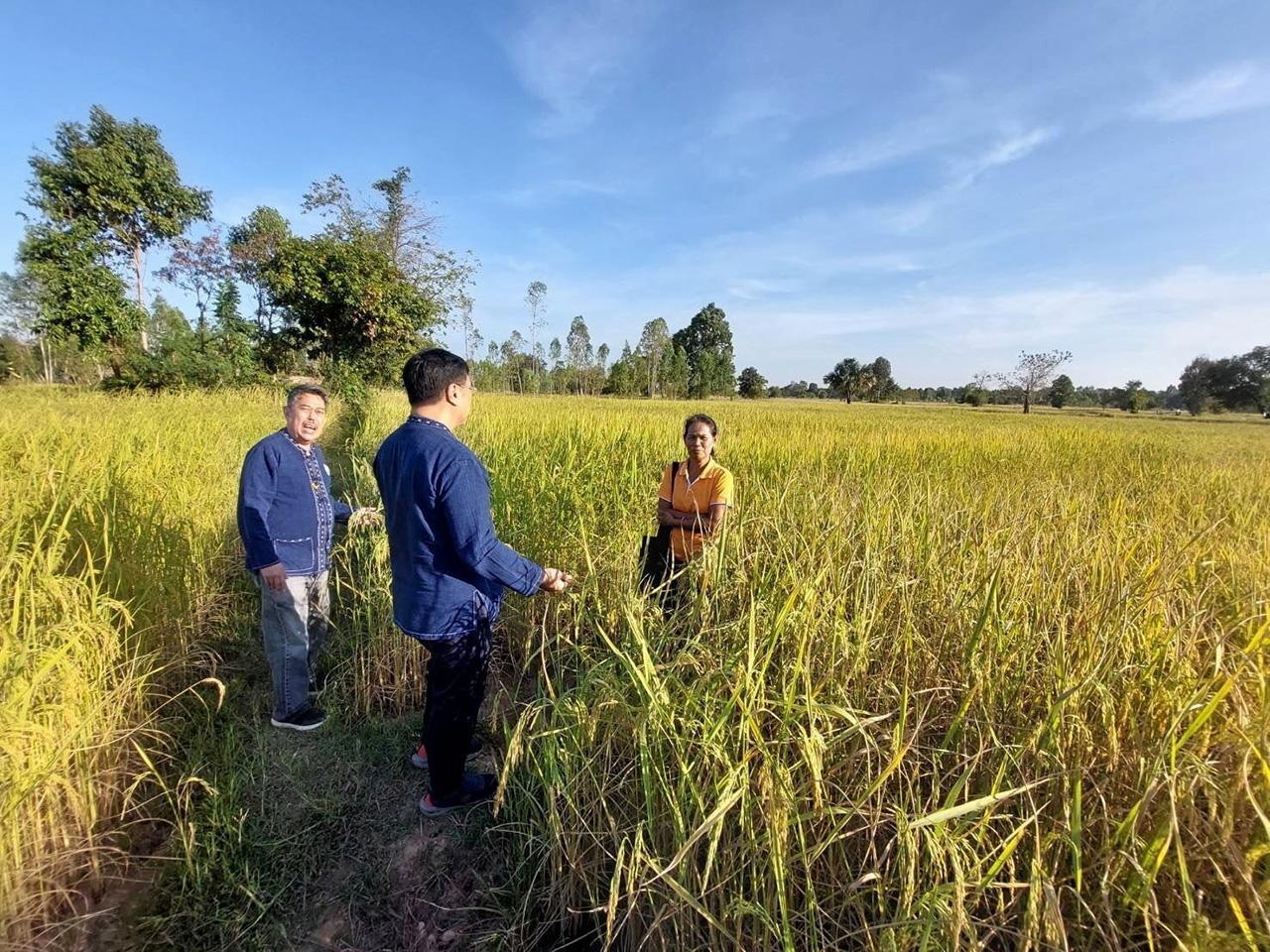 ข้าวรักษ์โลก..ปฏิวัติทำนาปี 66 เปิดพื้นที่ 5 หมื่นไร่ ทำเกรดพรีเมียม