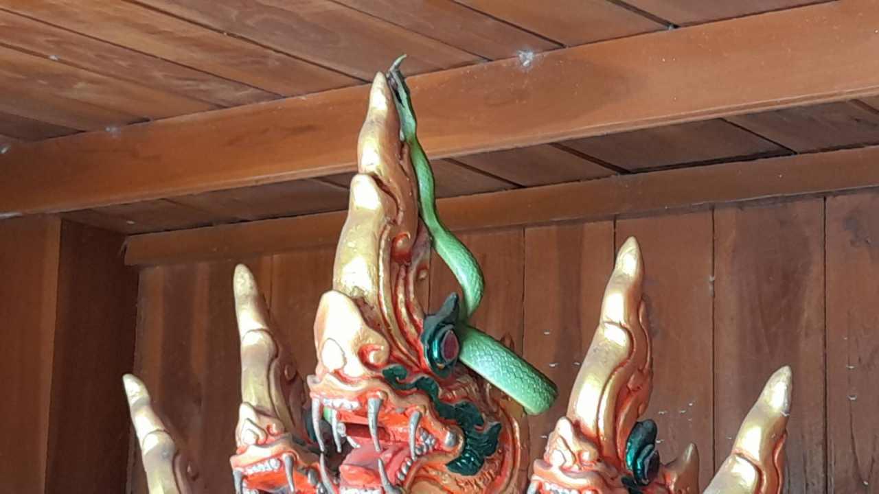 ฮือฮา พญางูเขียว มีหงอนคล้าย "พญานาค" เลื้อยขึ้นศาลาปู่ย่าที่คำชะโนด (คลิป)