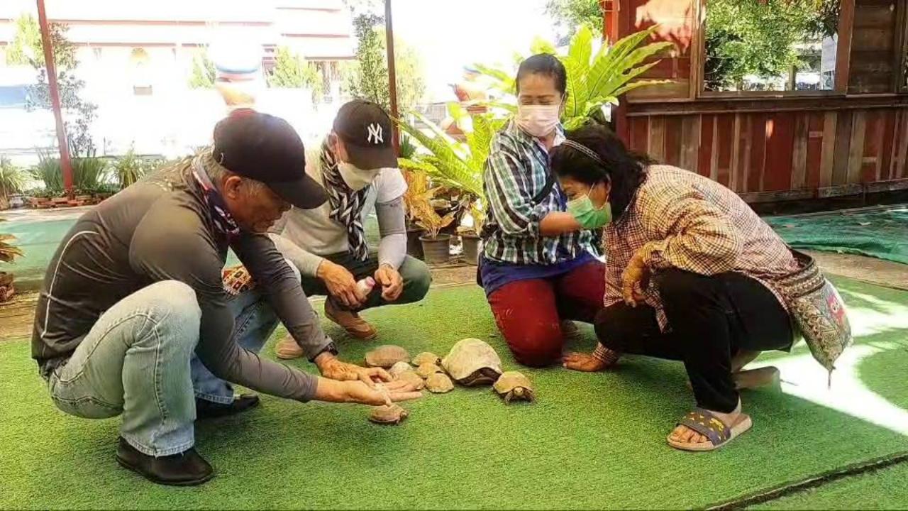 คอหวยแห่ส่อง "เลขเด็ด" กระดองเต่าคล้ายองค์ "พระสมเด็จ" หวังลุ้นโชครับปีใหม่