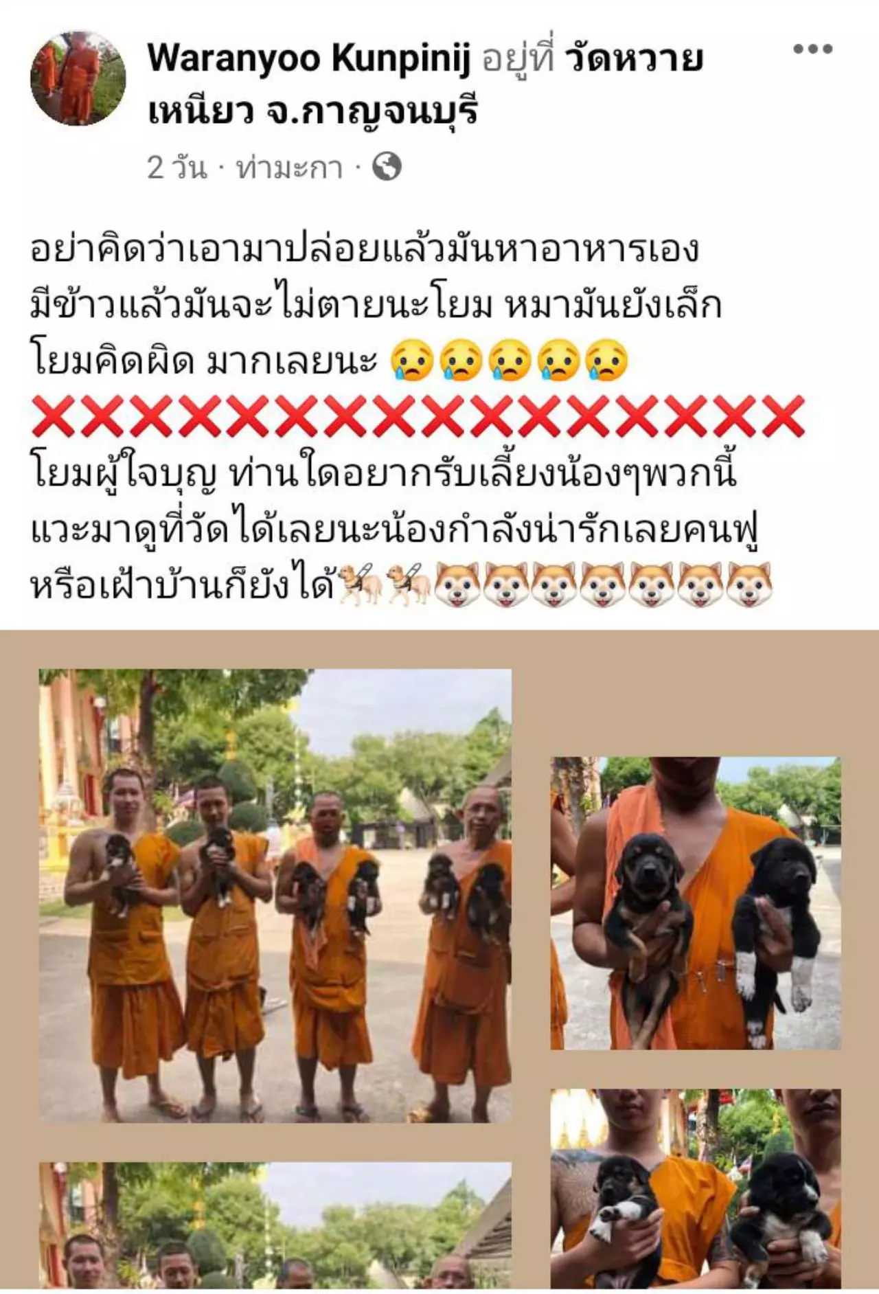 พระวัดหวายเหนียว โพสต์ติงคนใจบาปเอา 7 ลูกหมาปล่อยวัด คนใจบุญแห่อุปการะหมด