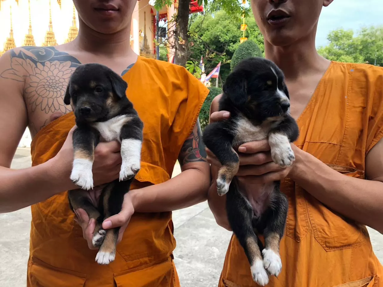 พระวัดหวายเหนียว โพสต์ติงคนใจบาปเอา 7 ลูกหมาปล่อยวัด คนใจบุญแห่อุปการะหมด