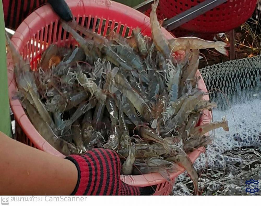 Inflation, floods ruffle Thai shrimp push black tiger to China to revitalize industry