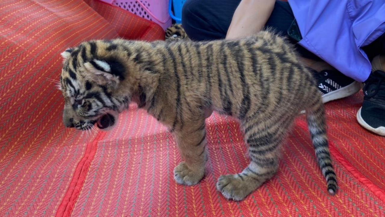 ยังรอความหวัง "กรมอุทยานฯ" ขอรับบริจาคนมผง ช่วย "ลูกเสือโคร่ง" 4 ตัว