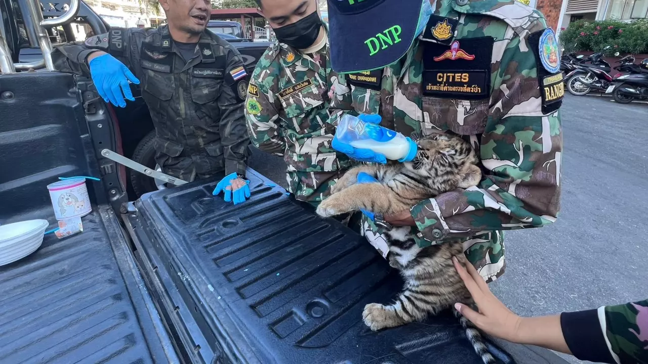 ยังรอความหวัง "กรมอุทยานฯ" ขอรับบริจาคนมผง ช่วย "ลูกเสือโคร่ง" 4 ตัว