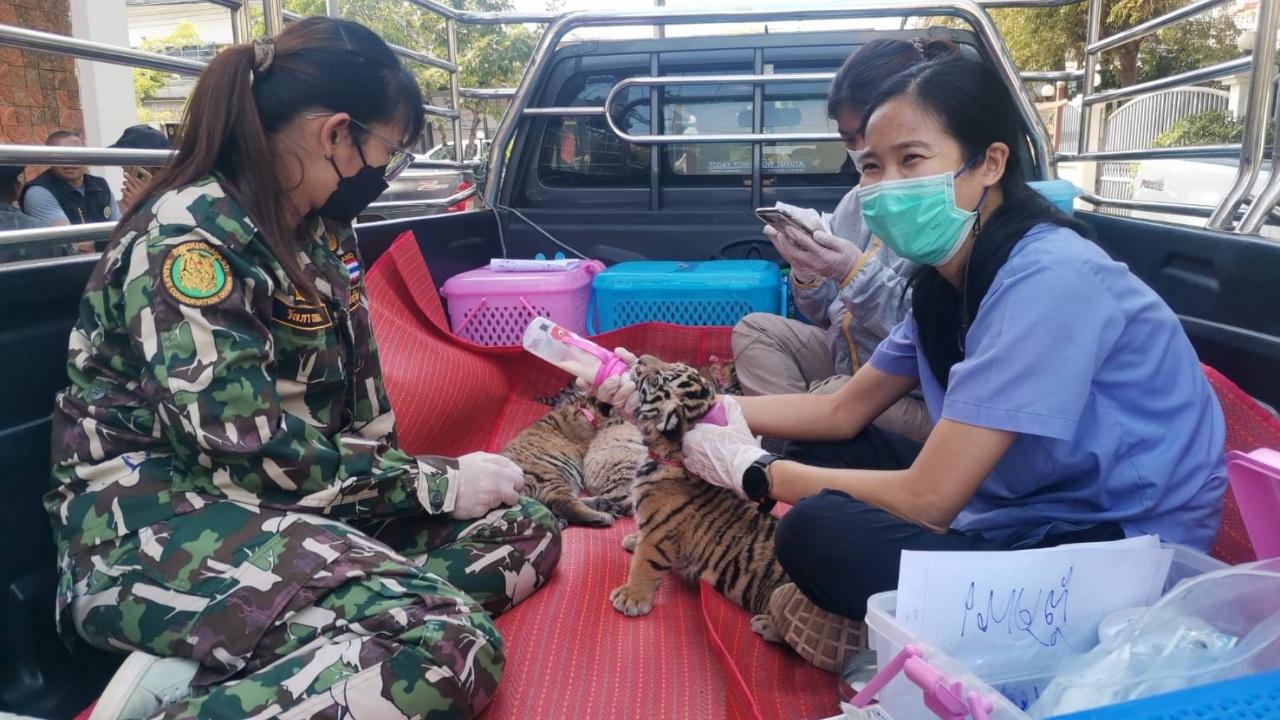 ยังรอความหวัง "กรมอุทยานฯ" ขอรับบริจาคนมผง ช่วย "ลูกเสือโคร่ง" 4 ตัว