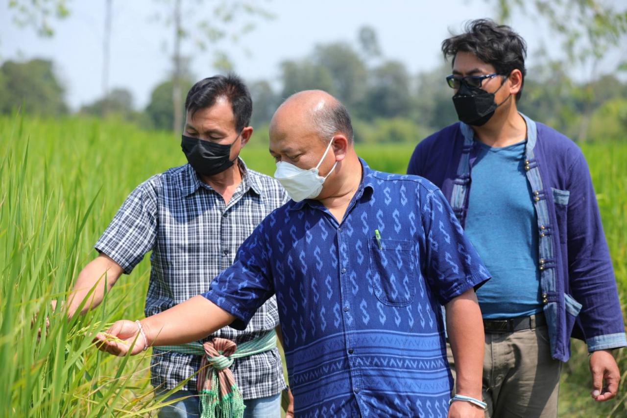 เกษตรกรเฮ ขายเมล็ดพันธุ์ข้าวคุณภาพให้ศูนย์ฯ อำนาจเจริญ สร้างรายได้งาม